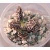 Adromischus marianae Bryan Makin