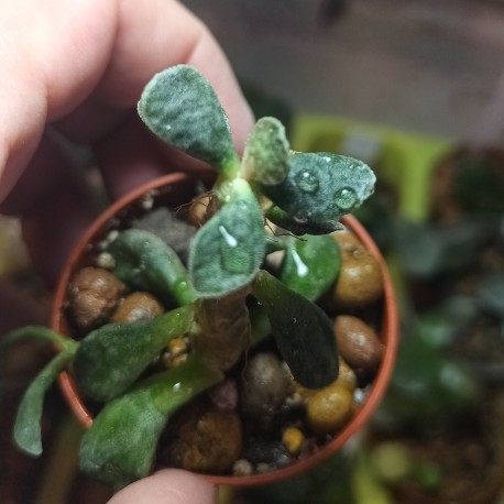 Adromischus marianae Bryan Makin