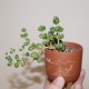 Crassula elegans