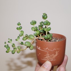 Crassula elegans