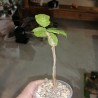Bursera schlechtendalii