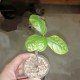 Bursera schlechtendalii