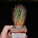 Thelocactus bicolor