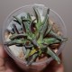 Фаукария - Faucaria monstrosa