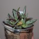 Фаукария - Faucaria monstrosa
