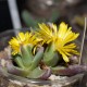 Фаукария - Faucaria monstrosa