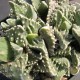 Фаукария - Faucaria tuberculosa Aranami