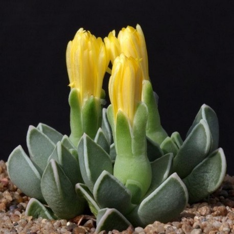 Фаукария - Faucaria bosscheana