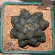 Haworthia obtusa Dragon Claw