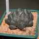 Haworthia obtusa Dragon Claw