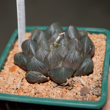 Haworthia obtusa Dragon Claw