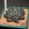 Haworthia obtusa Dragon Claw