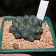 Haworthia obtusa Suisho