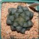 Haworthia obtusa Suisho