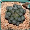 Haworthia obtusa Suisho