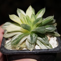Haworthia obtusa Marin variegata 2