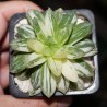 Haworthia obtusa Marin variegata 2