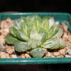 Haworthia obtusa Marin variegata