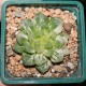 Haworthia obtusa Marin variegata