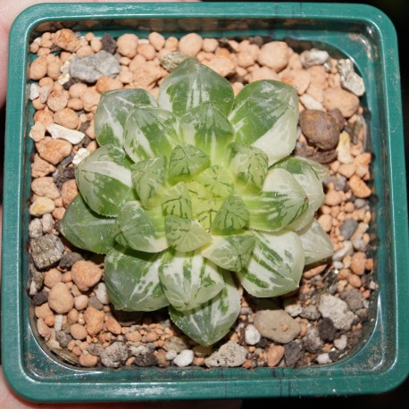 Haworthia obtusa Marin variegata