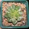 Haworthia obtusa Marin variegata
