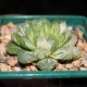 Haworthia obtusa Marin variegata