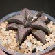 Haworthia Silver Tarantula (koelmaniorum hybrid)