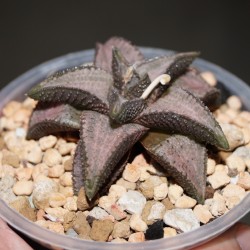 Haworthia Silver Tarantula (koelmaniorum hybrid)