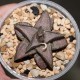 Haworthia Silver Tarantula (koelmaniorum hybrid)