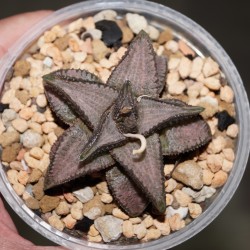 Haworthia Silver Tarantula (koelmaniorum hybrid)