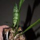 Sansevieria sp.