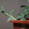 Senecio peregrinus - черенок