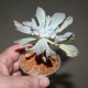 Echeveria Trumpet Pinky