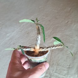 Euphorbia razafindratsirae