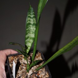 Sansevieria sp.