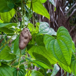 Dioscorea bulbifera