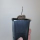 Dioscorea bulbifera