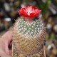 Parodia rubriflora