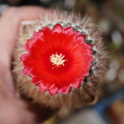 Parodia rubriflora
