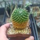 Mammillaria mystax