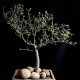 Bursera microphyla