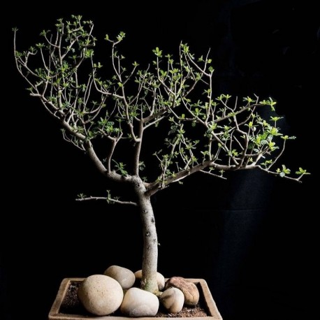 Bursera microphyla