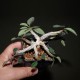 Euphorbia razafindratsirae