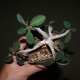 Euphorbia razafindratsirae