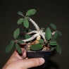 Эуфорбия Euphorbia razafindratsirae