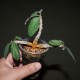 Euphorbia razafindratsirae