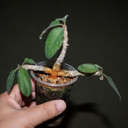 Euphorbia razafindratsirae