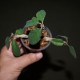 Euphorbia razafindratsirae