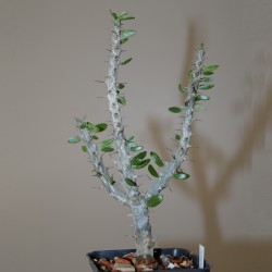 Alluadia procera