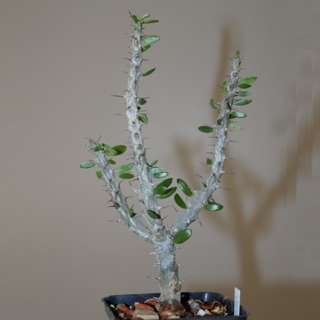 Alluadia procera